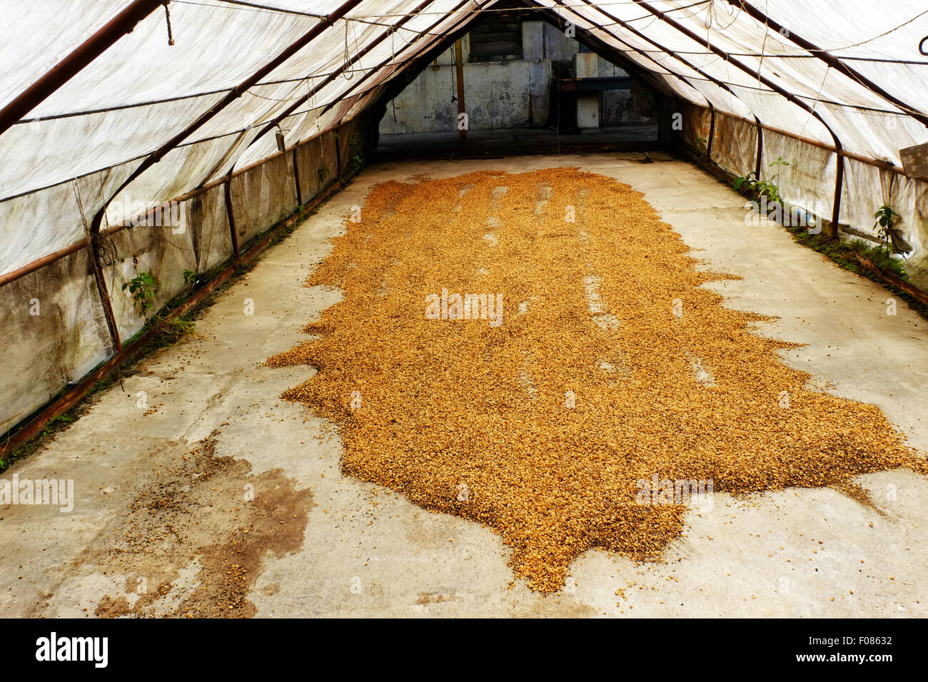 Drying fresh peaberry coffee beans costa hires stock photography and