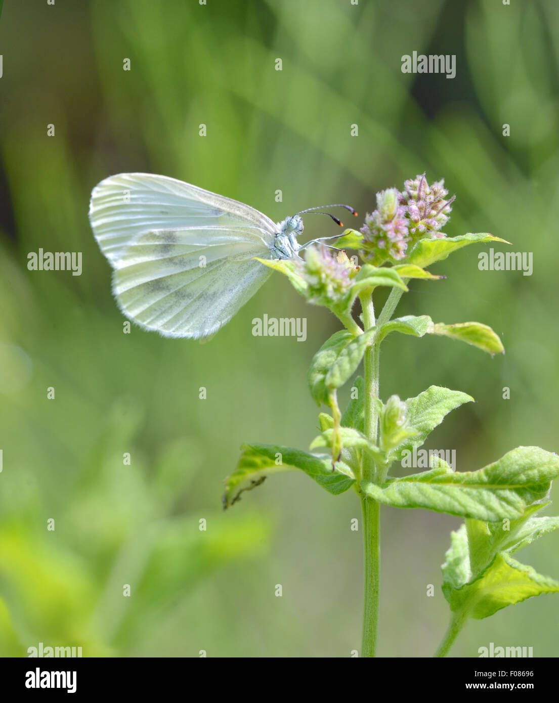 cabbage white butterfly in garden Stock Photo