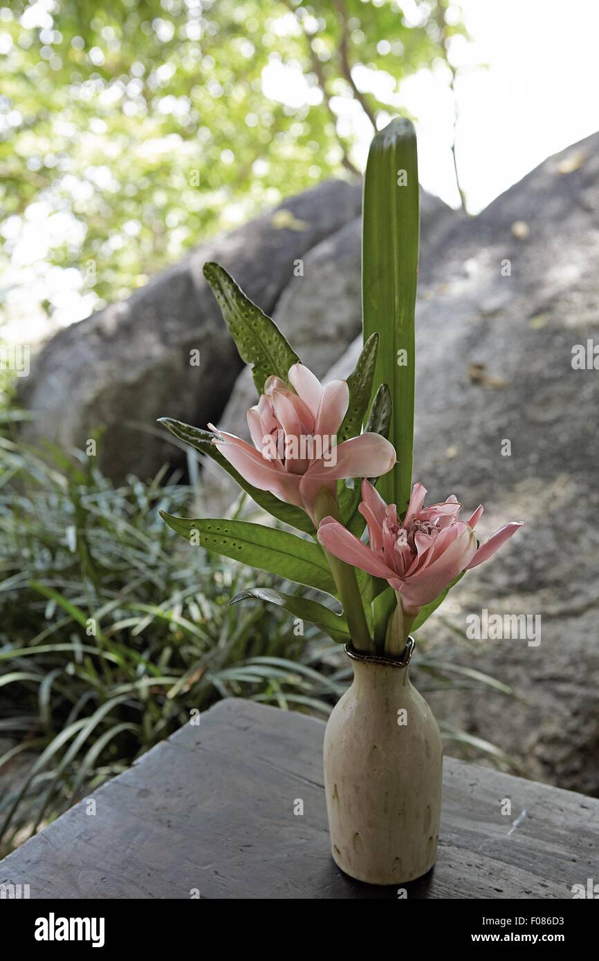 Orchids of the world hi-res stock photography and images - Alamy