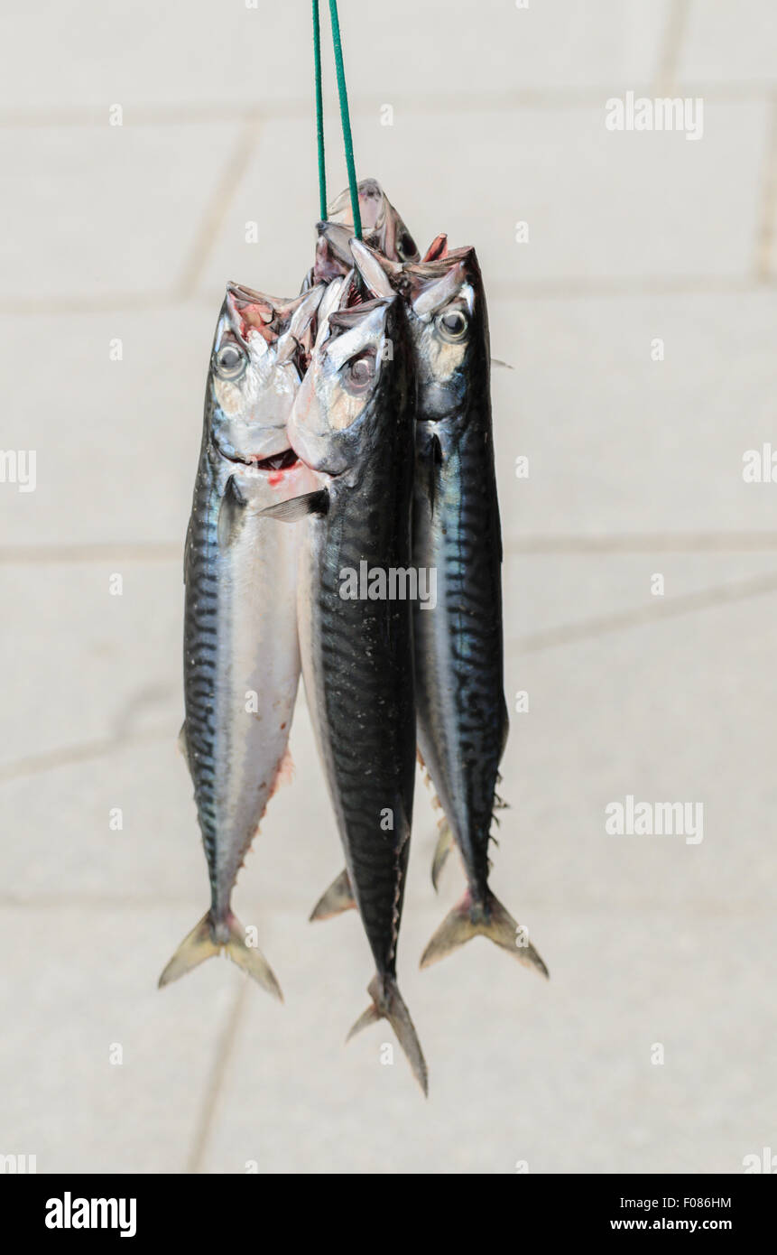 Mackerel hanging together whilst a fisherman tries to sell them to local restaurants in St Ives, Cornwall, U.K., England. Stock Photo