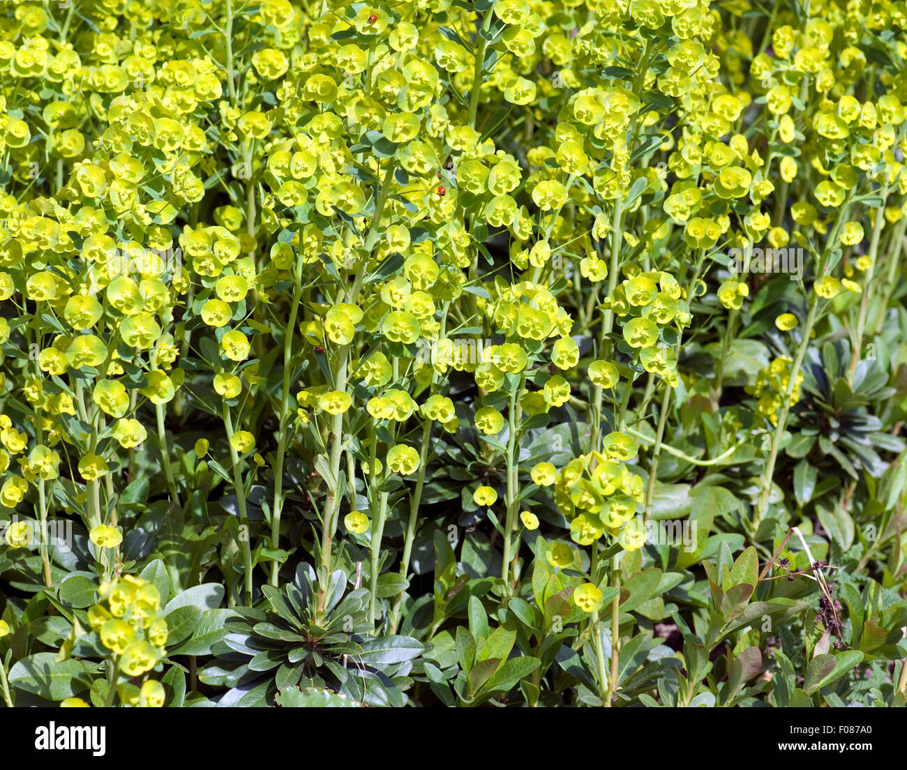 Wolfsmilch, Euphorbia, polychroma, Stock Photo