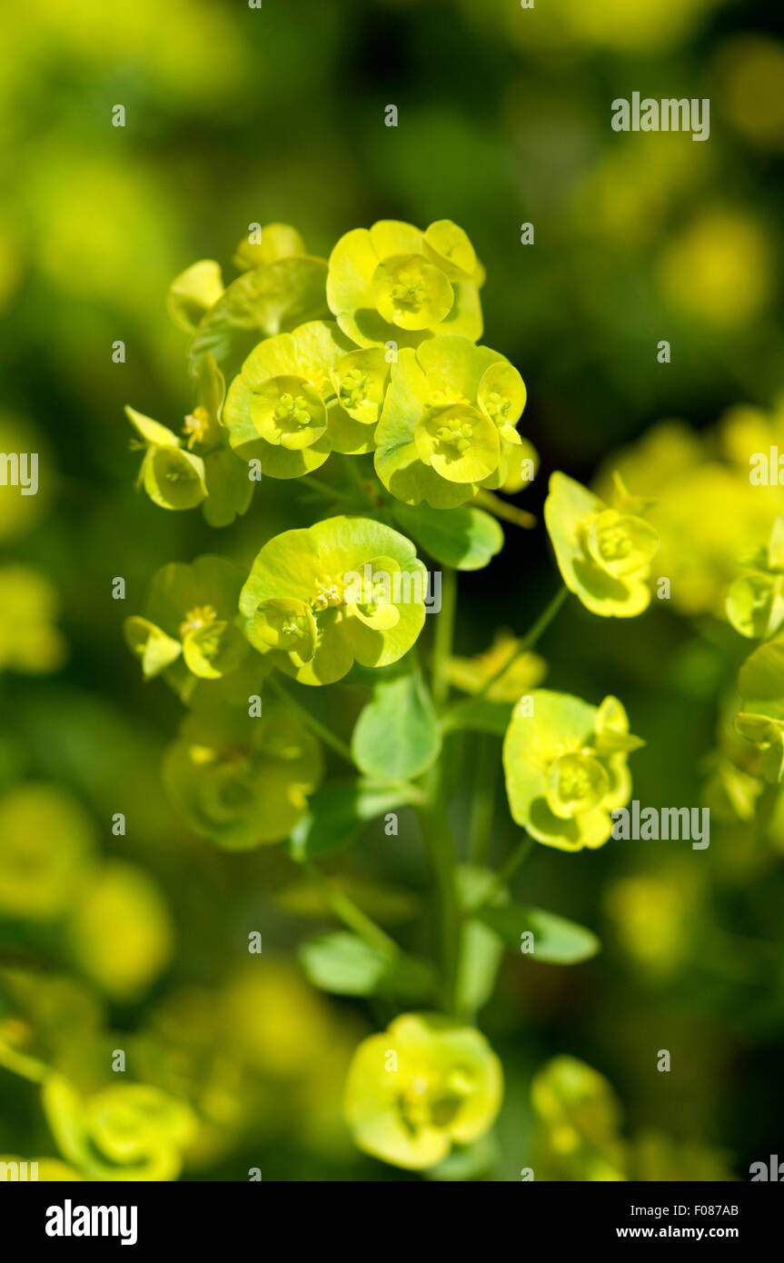 Wolfsmilch, Euphorbia, polychroma, Stock Photo