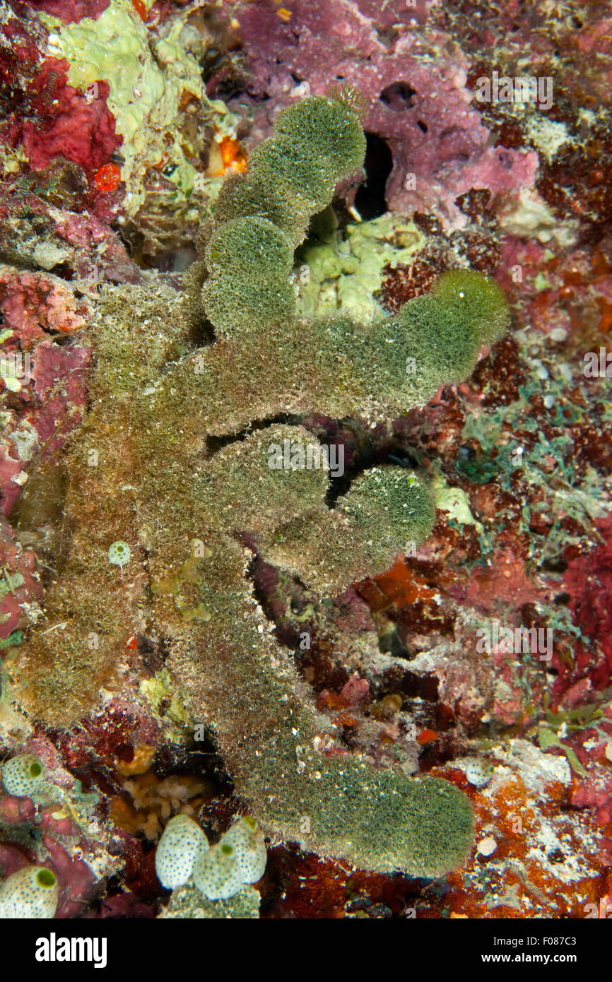 Pom Pom Algae, Tydemania expeditionis, Ari Atoll, Maldives Stock Photo