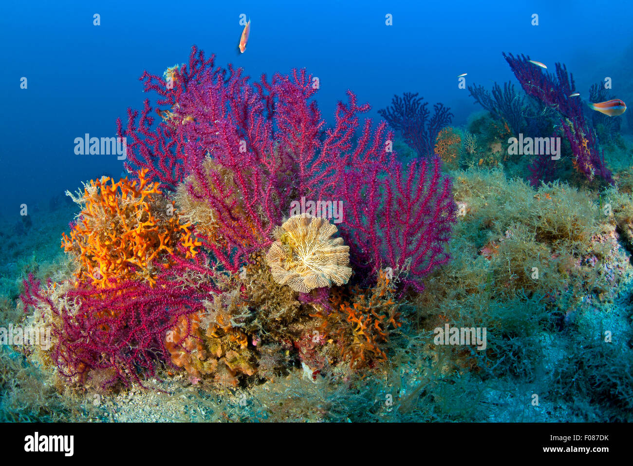 Variable Gorgonians in Coral Reef, Paramuricea clavata, Massa Lubrense, Campania, Italy Stock Photo
