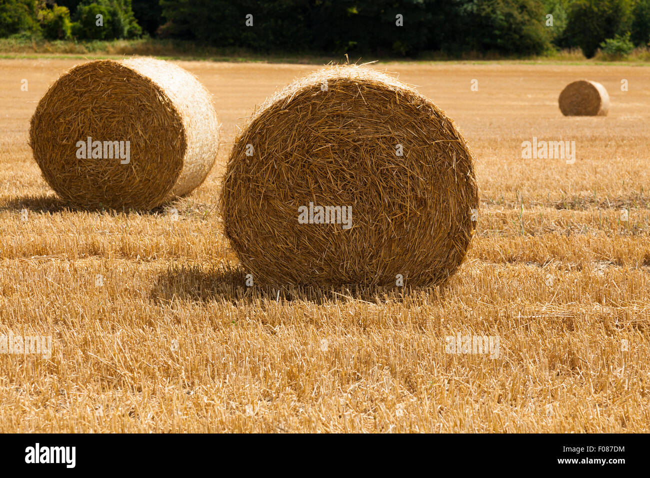 Wheat straw hires stock photography and images Alamy