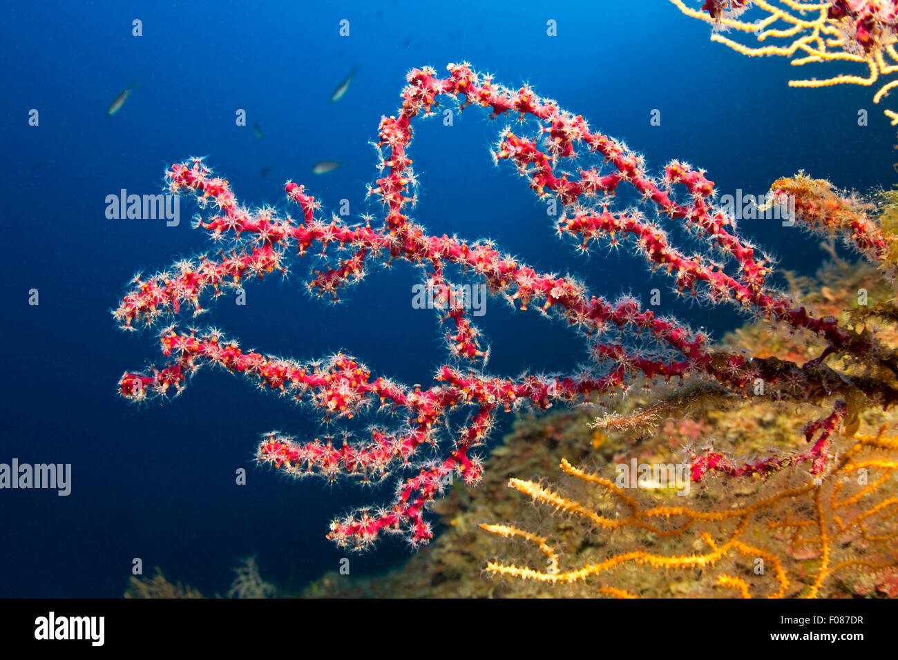 False Red Coral Colony, Parerythropodium coralloides, Massa Lubrense, Campania, Italy Stock Photo