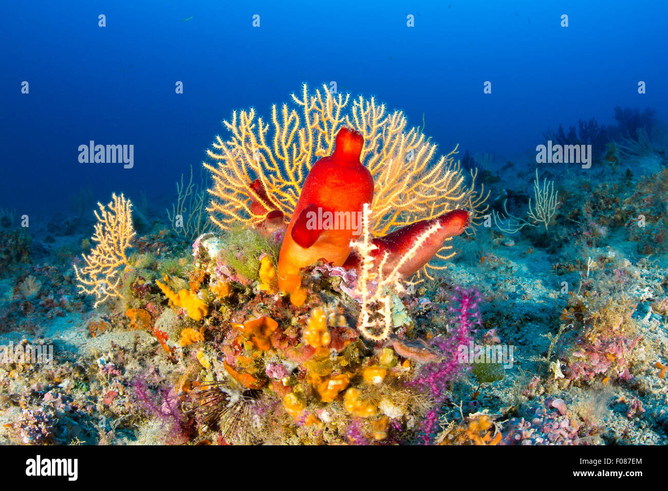 Red Sea Squirt in Coral Reef, Halocynthia papillosa, Massa Lubrense, Campania, Italy Stock Photo