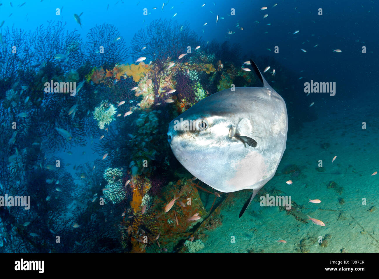 Ocean Sunfish, Mola mola, Punta Carena, Capri, Campania, Italy Stock Photo
