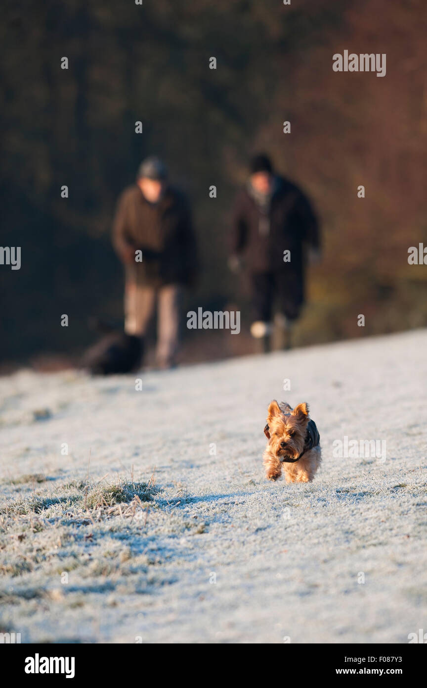Two senior men walking their dogs on a cold frosty morning in Essex. Stock Photo