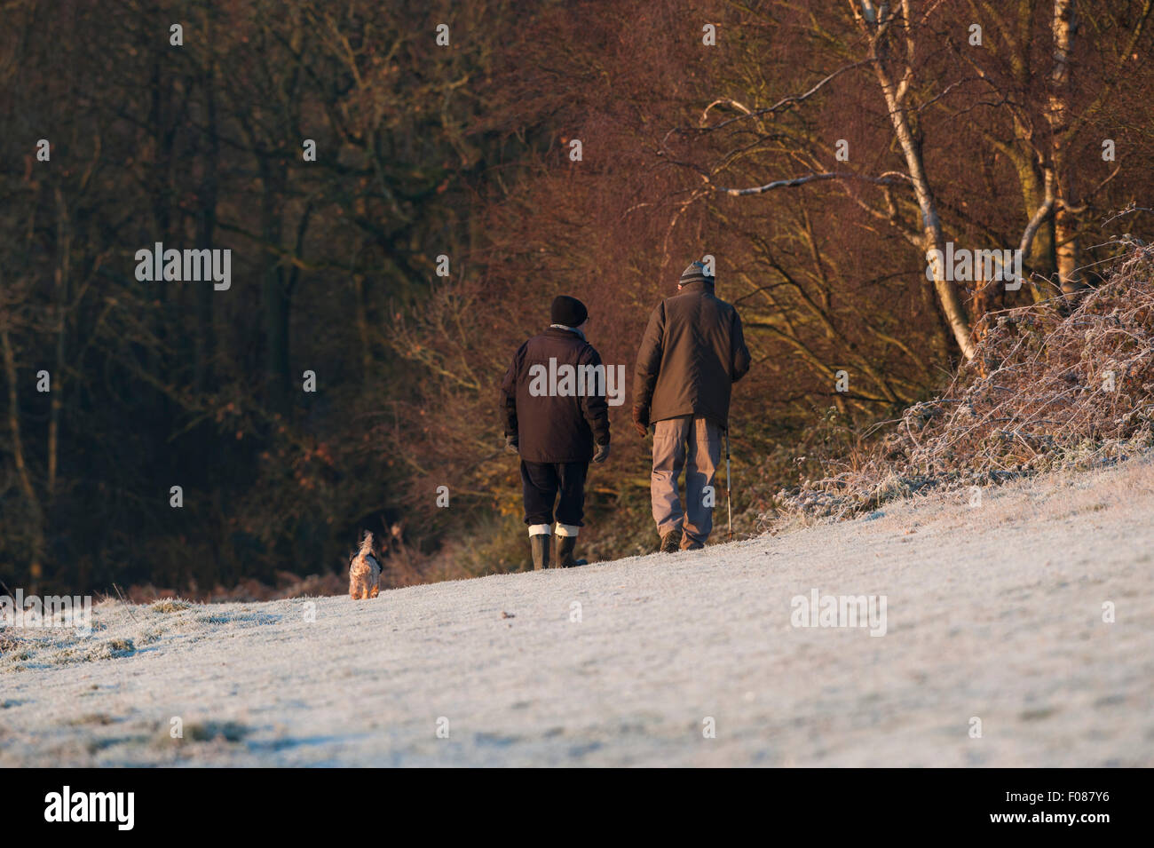 Two old men walking away from the camera with their dogs on a cold winter icy morning. Stock Photo