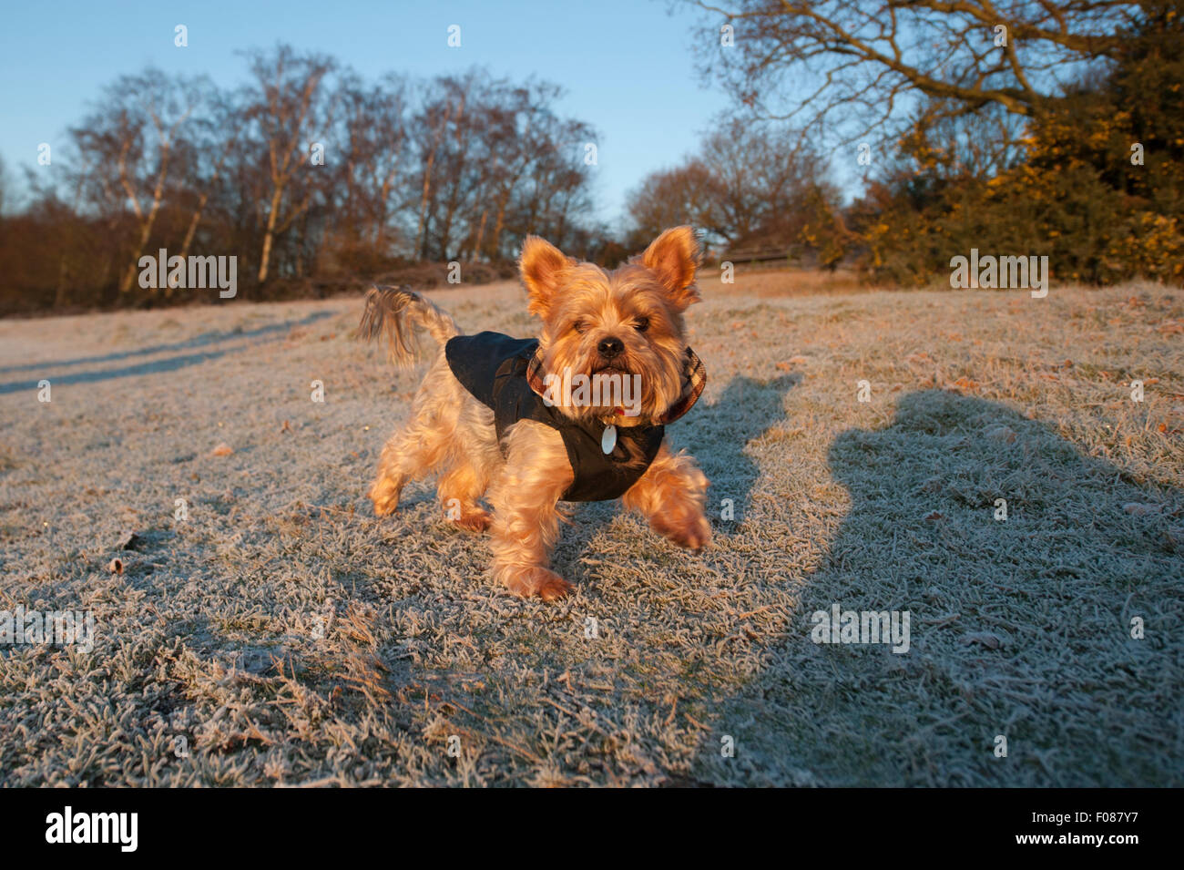 Small dog wearing a coat in winter sunlight looking at camera on frosty, icy grass in country park. Stock Photo
