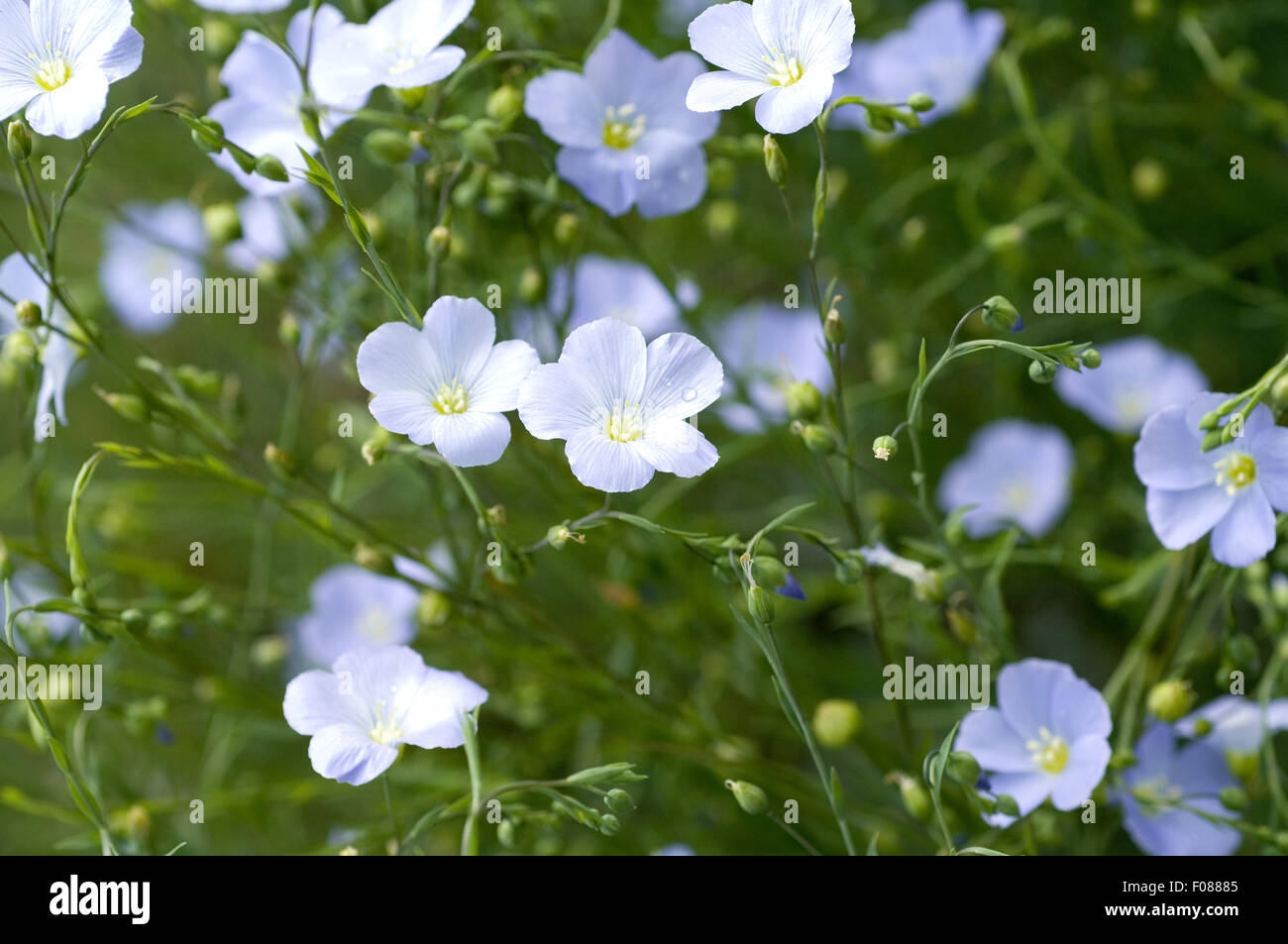 Linseed oil plants hi-res stock photography and images - Alamy