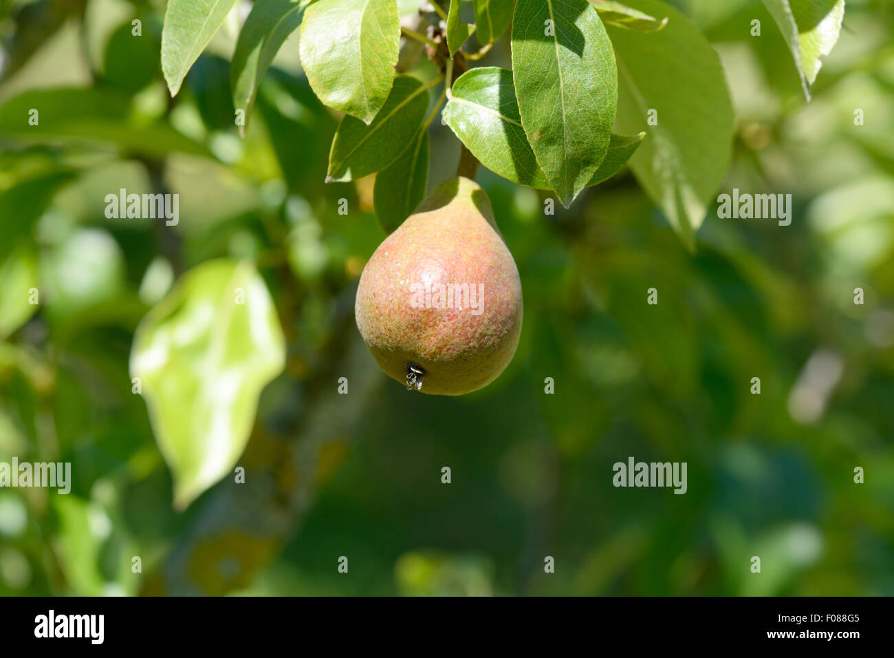 Red d'Anjou pear growing on tree in orchard in France Stock Photo Alamy