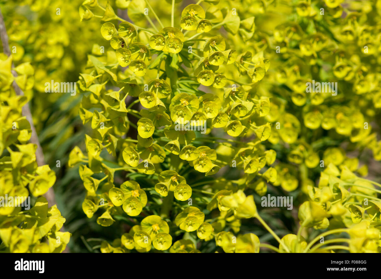 Palisaden-Wolfsmilch, Euphorbia, characia Stock Photo