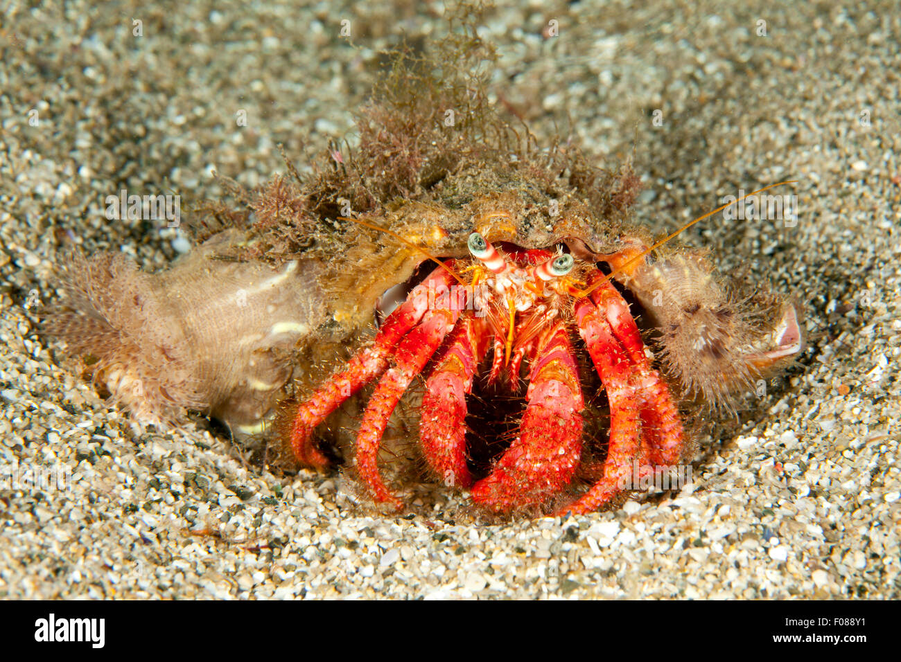 Mediterranean hermit crab hi-res stock photography and images - Alamy
