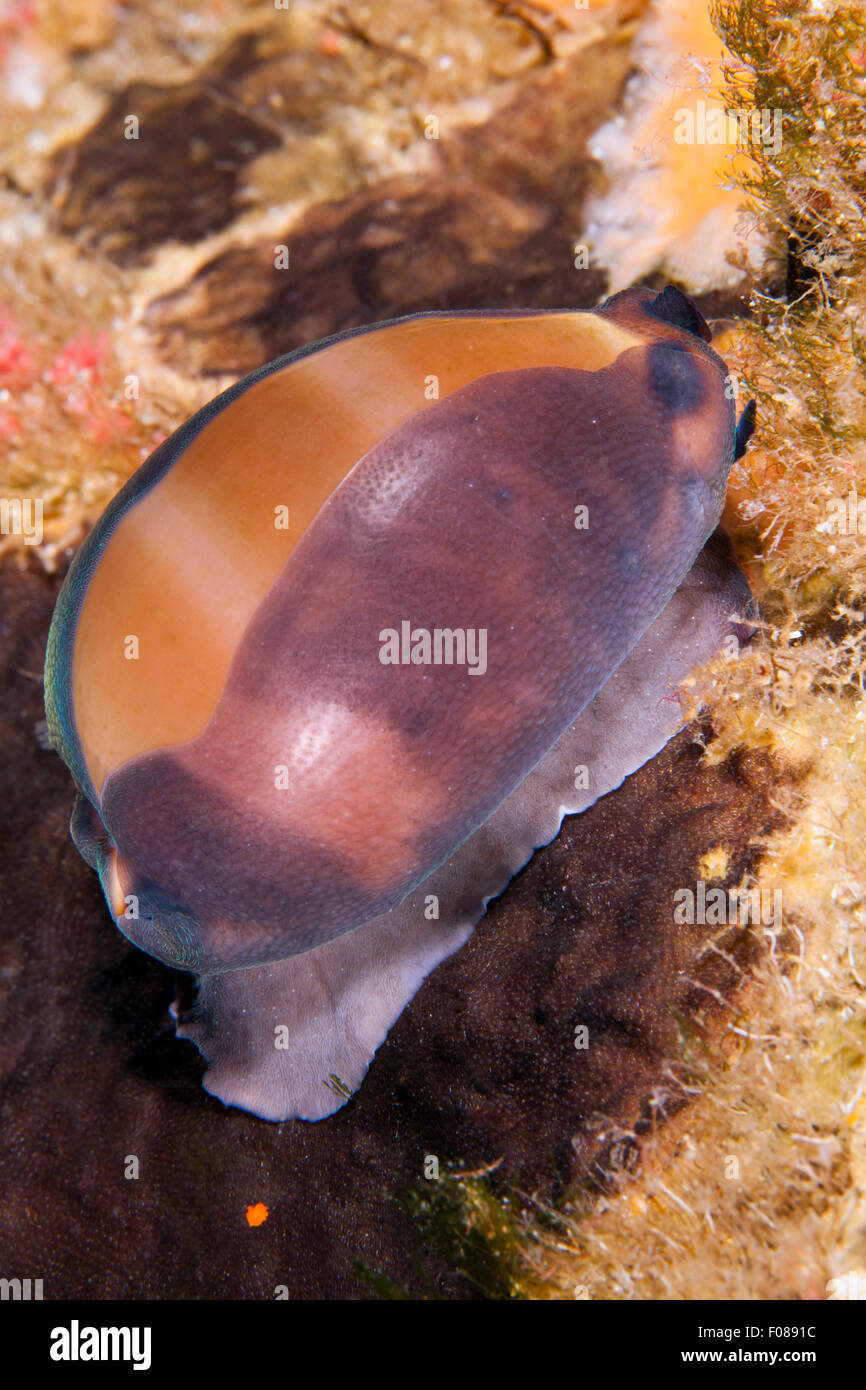 Brown Cowrie Snail, Lurida lurida, Ponza, Italy Stock Photo Alamy