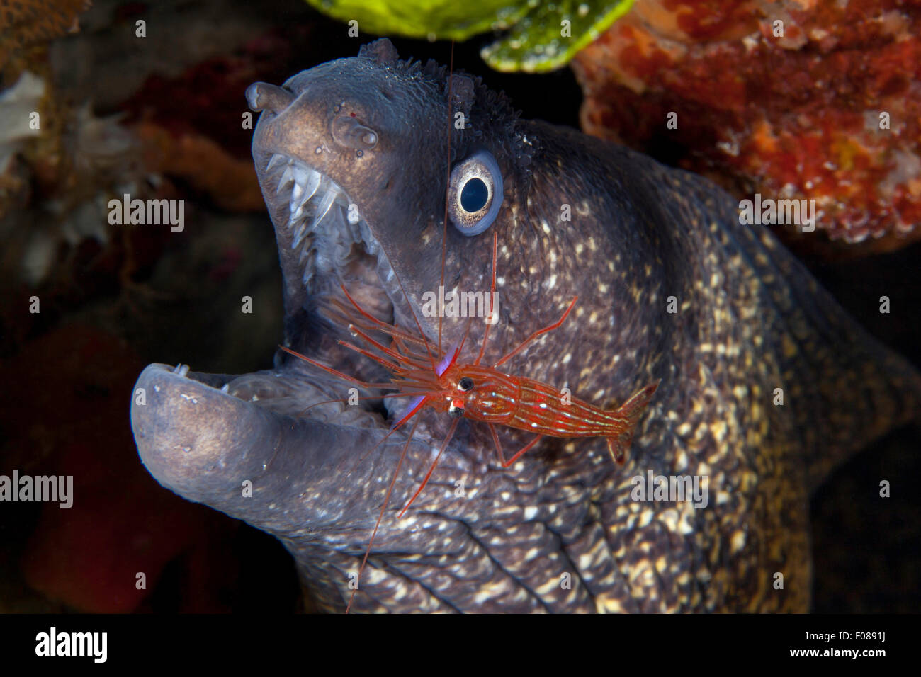 Mediterranean Moray Eel with Cleaner Shrimp, Muraena helena, Ponza