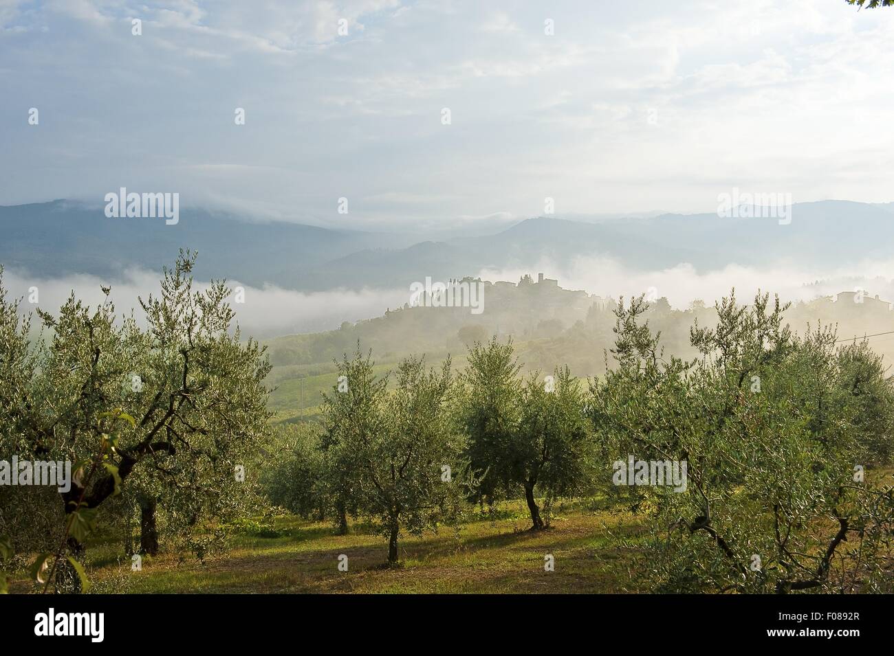 View of olive groves and yards covered with fog at Montefioralle, Tuscany, Italy Stock Photo