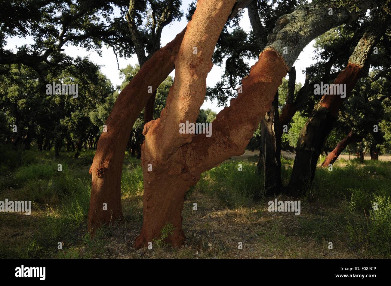 Cork tree Sardinia Island, Italy Stock Photo Alamy