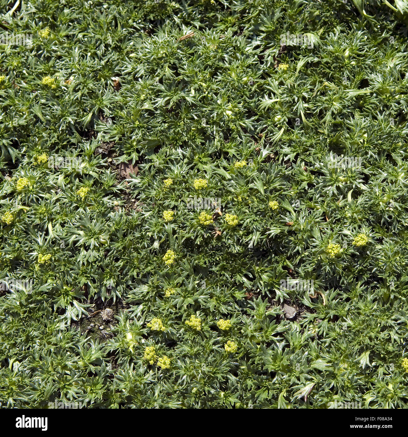 Andenpolster; Azorella trifurcata, Stock Photo