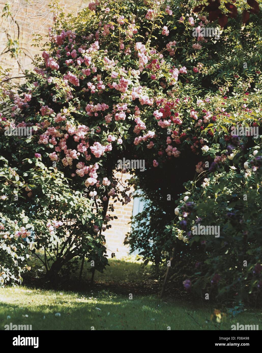 Rose Forming Rose plant forming arch in garden Stock Photo - Alamy