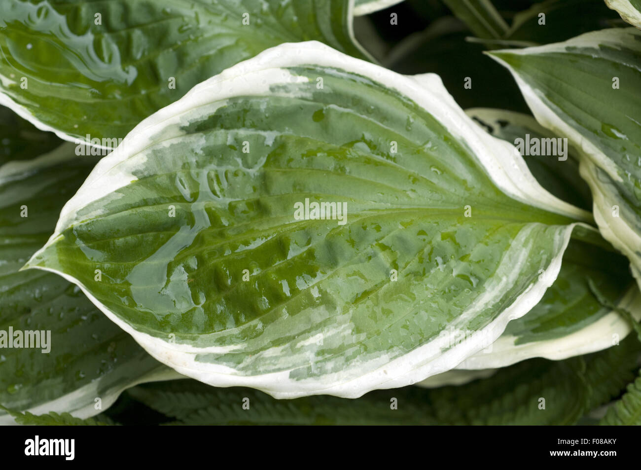 Funkienblatt, Stock Photo