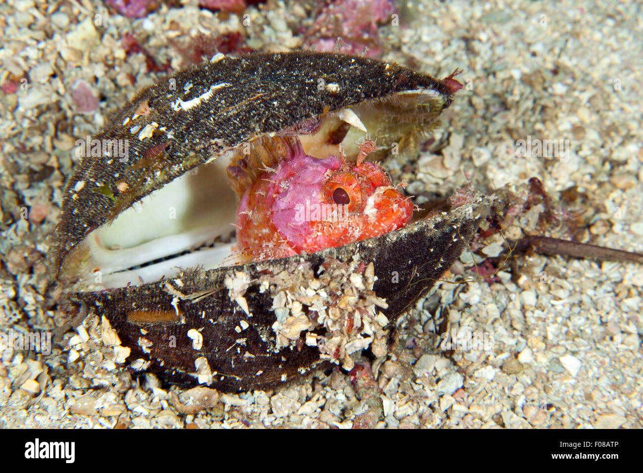 Rockfish hiding in Shell, Scorpaena notata, Ponza, Italy Stock Photo