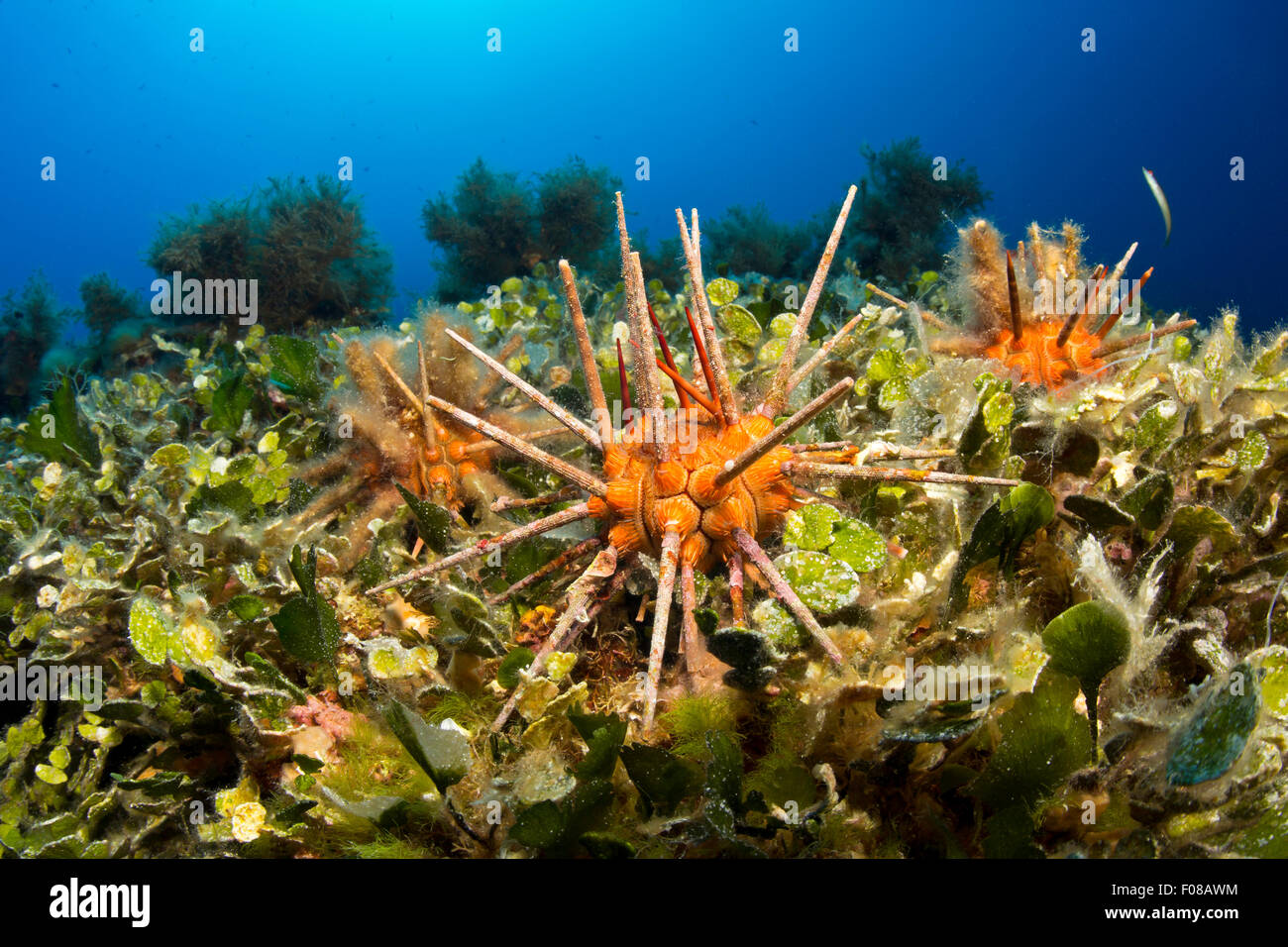 Sea Urchin, Stylocidaris affinis, Ponza, Italy Stock Photo Alamy
