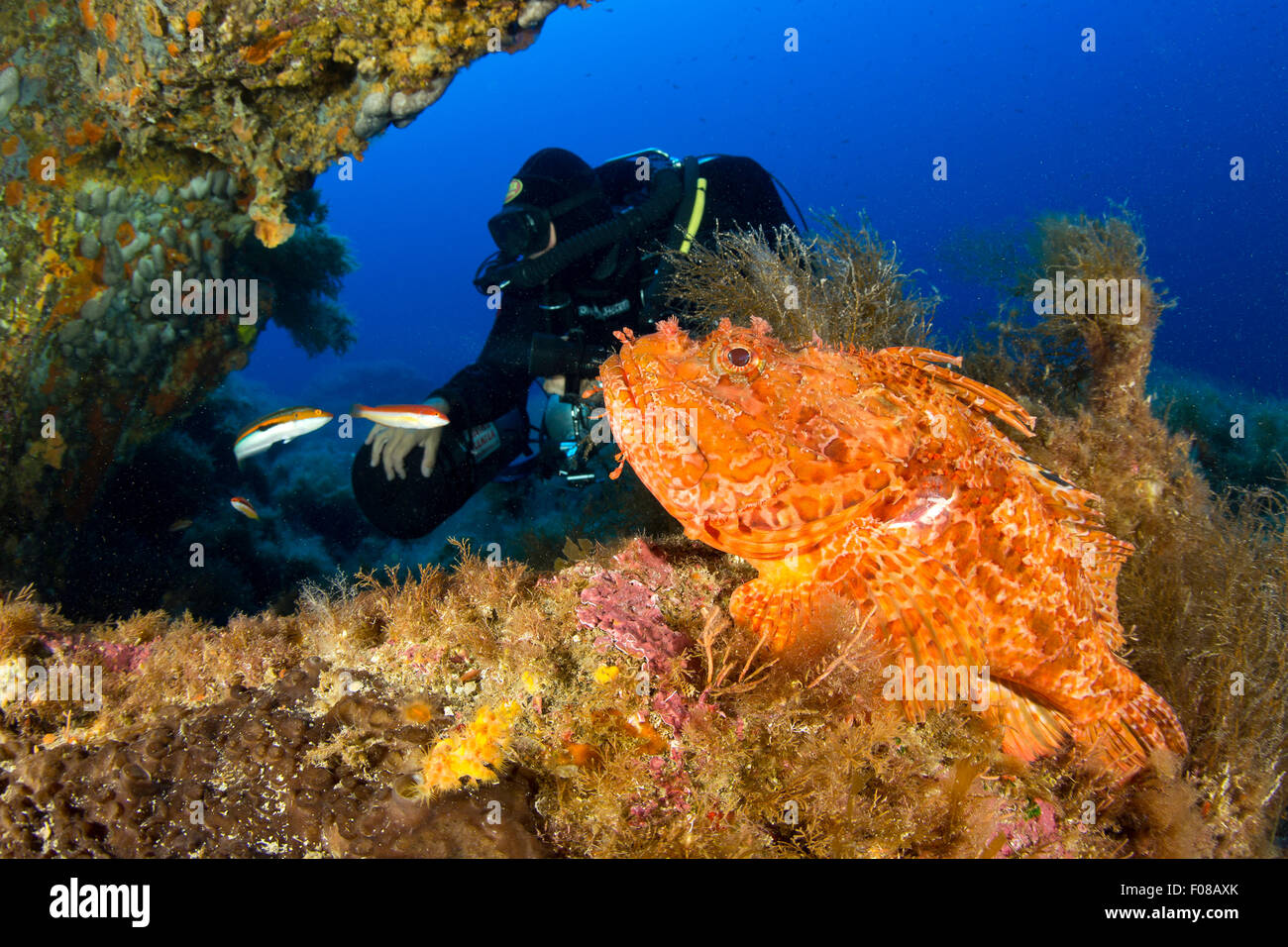 Great Rockfish and Rebreather Diver, Scorpaena scrofa, Ponza, Italy