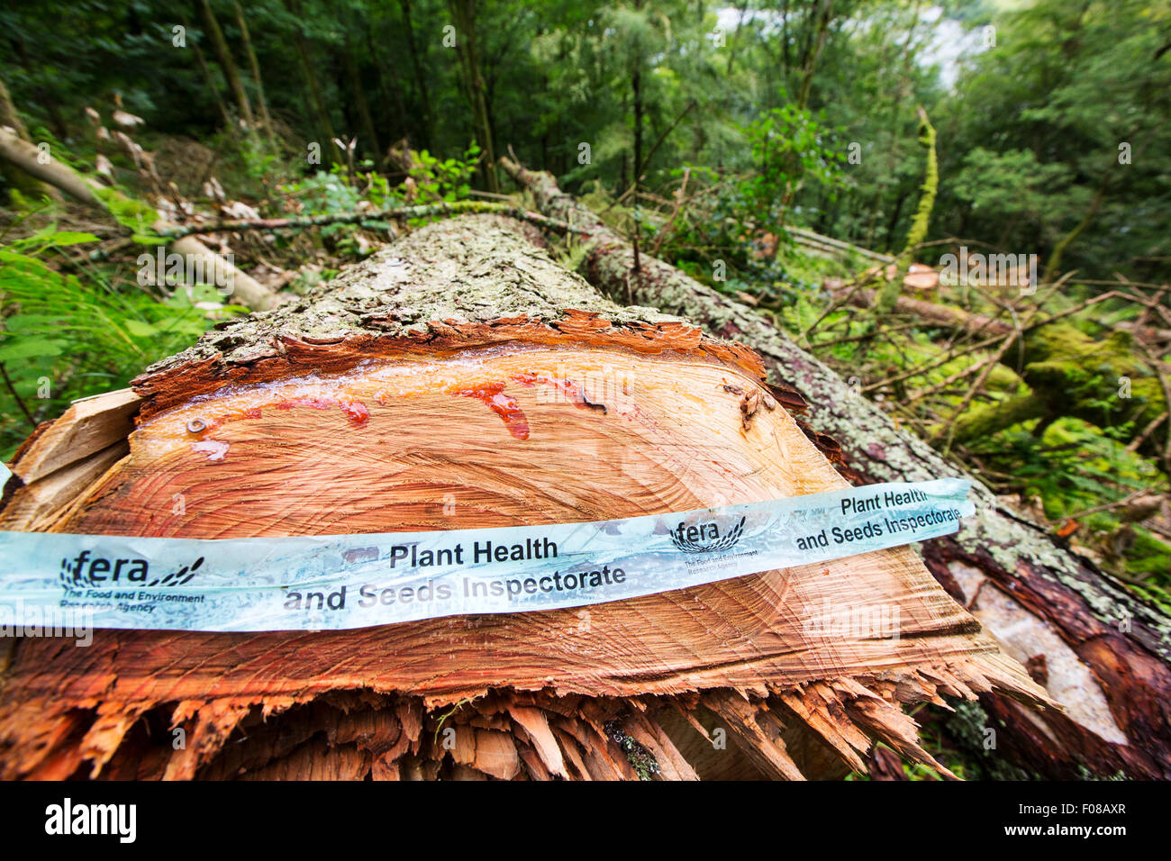 A woodland in Grasmere in the Lake District, UK, with Larch Trees infected by Phytophera Ramorum, a disease that infects Oaks and Larch Trees (Larix decidua). The Larch trees have been felled to try and contain the spread of the disease. Stock Photo