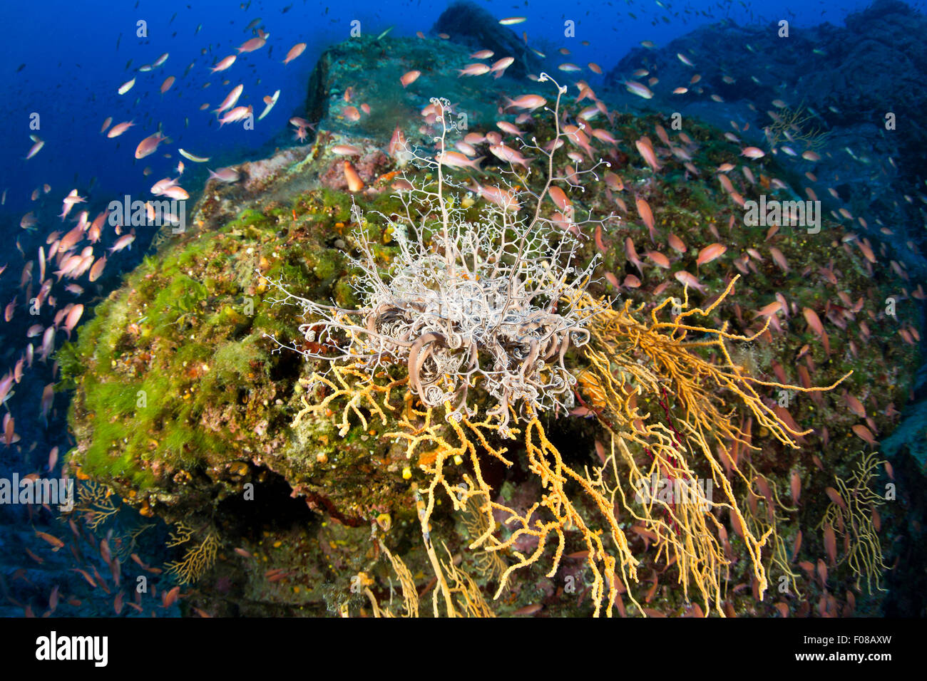 Basket Star on Yellow Seafan, Astrospartus mediterraneus, Eunicella cavolini, Ponza, Italy Stock Photo