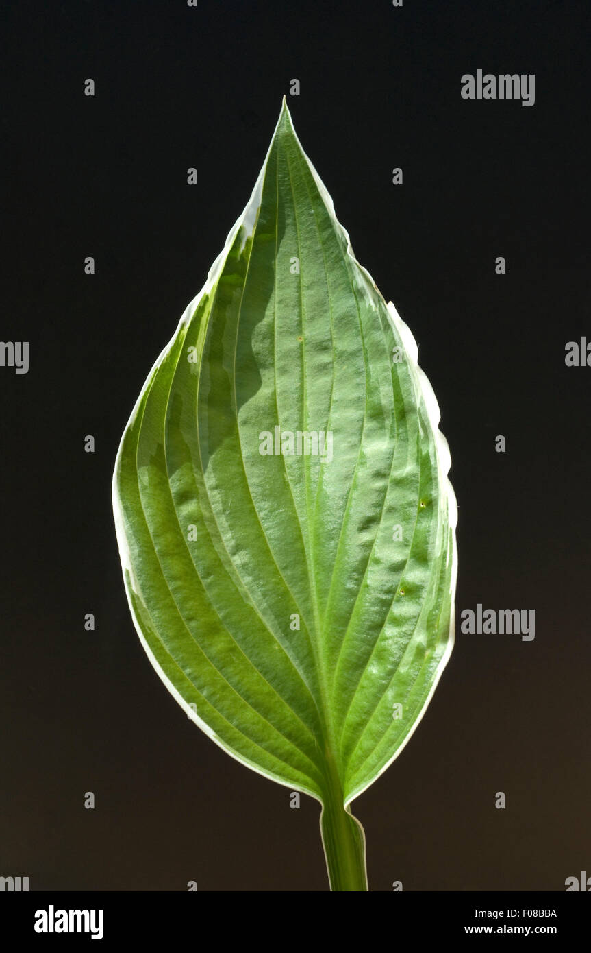 Hosta; Blaetter, leaves, Stock Photo
