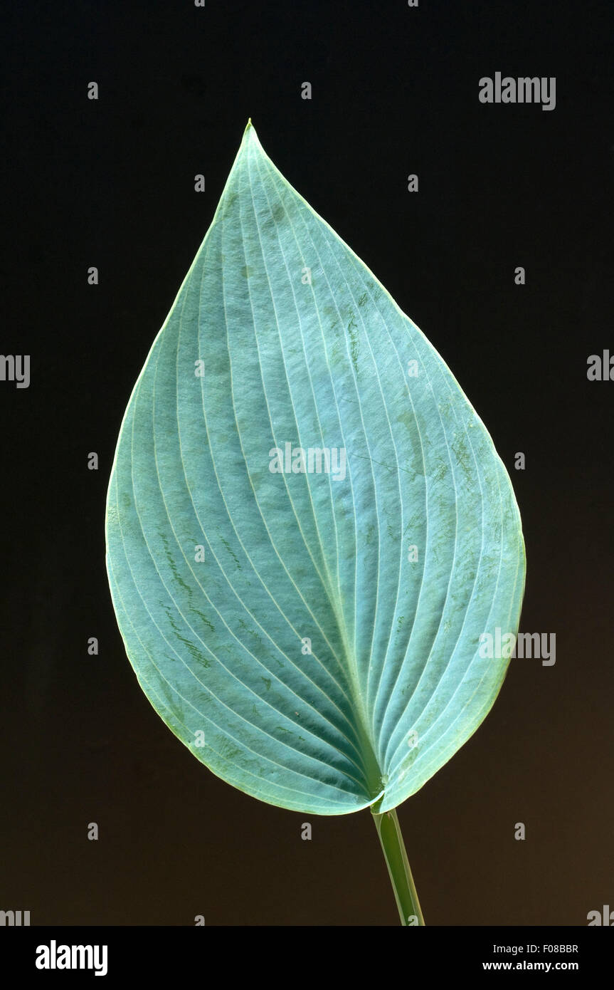 Hosta; Blaetter, leaves, Blaublattfunkie, Hosta, sieboldii Stock Photo