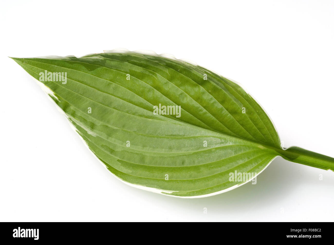 Hosta; Blaetter, leaves, Stock Photo