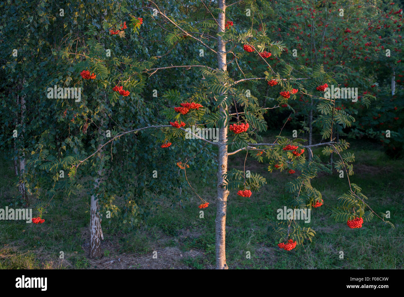 A rowan tree (aka Mountainash) in woodland in North Somerset, UK Stock Photo Alamy