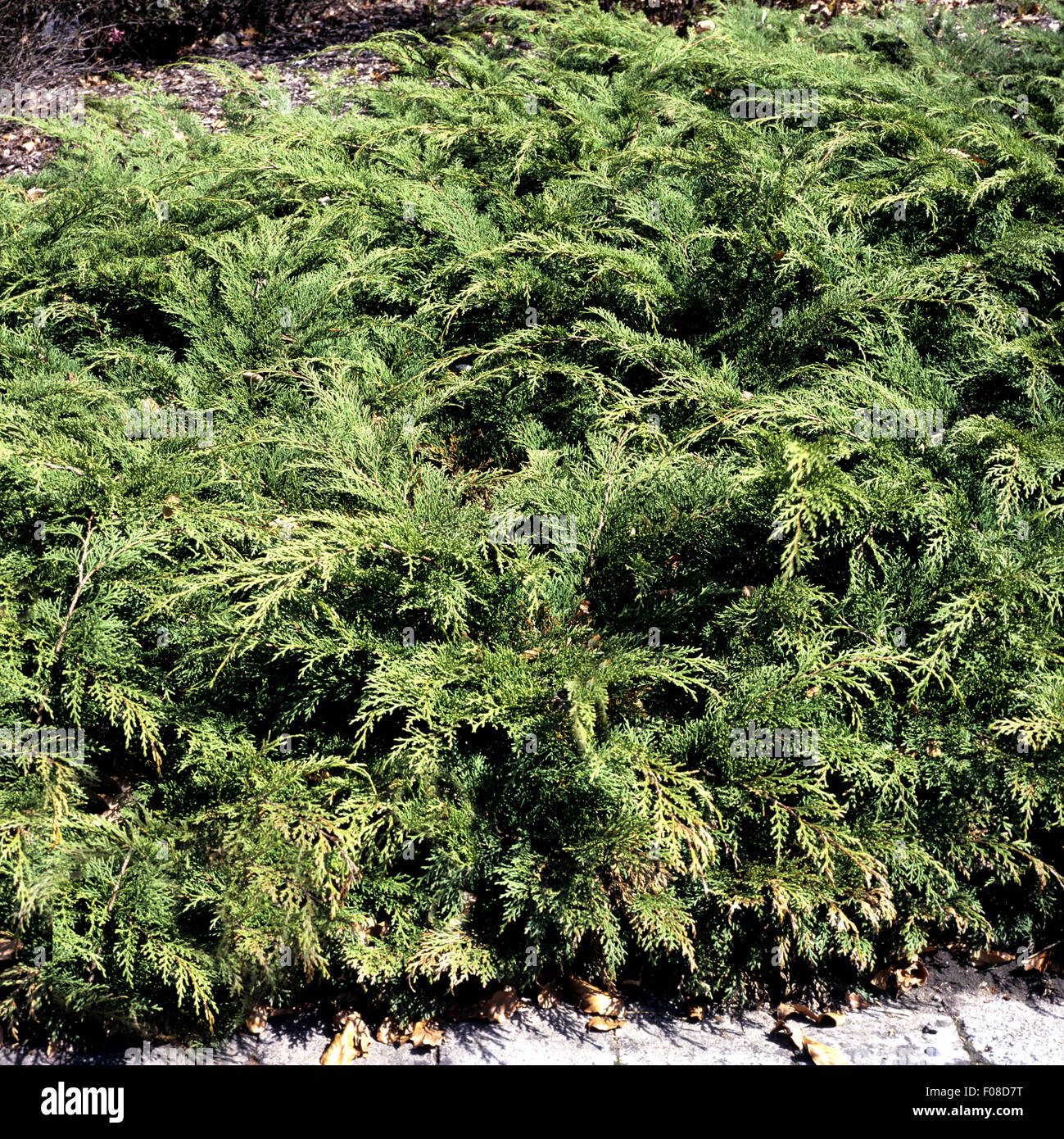 Sibirischer Zwerg-Lebensbaum, Microbiota decussata, Stock Photo