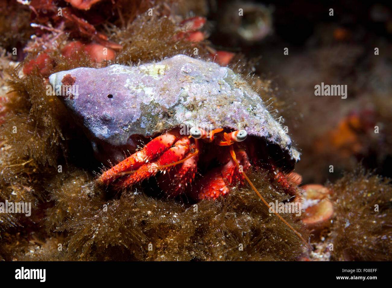Hermit Crab, Dardanus calidus, Ustica, Italy Stock Photo - Alamy