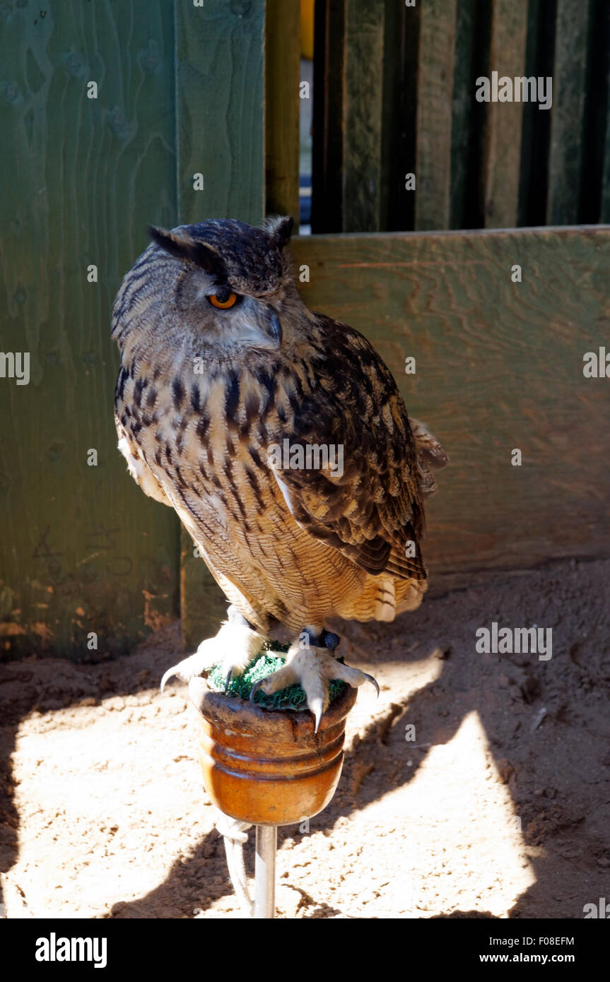 European Eagle Owl Bubo bubo, Cardiff Castle, Wales, UK. Stock Photo