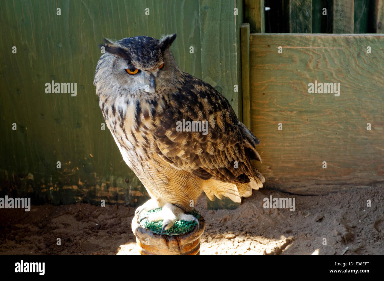 European Eagle Owl Bubo bubo, Cardiff Castle, Wales, UK. Stock Photo