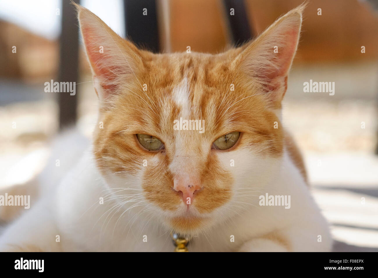 Ginger and white cat staring directly into the camera Stock Photo