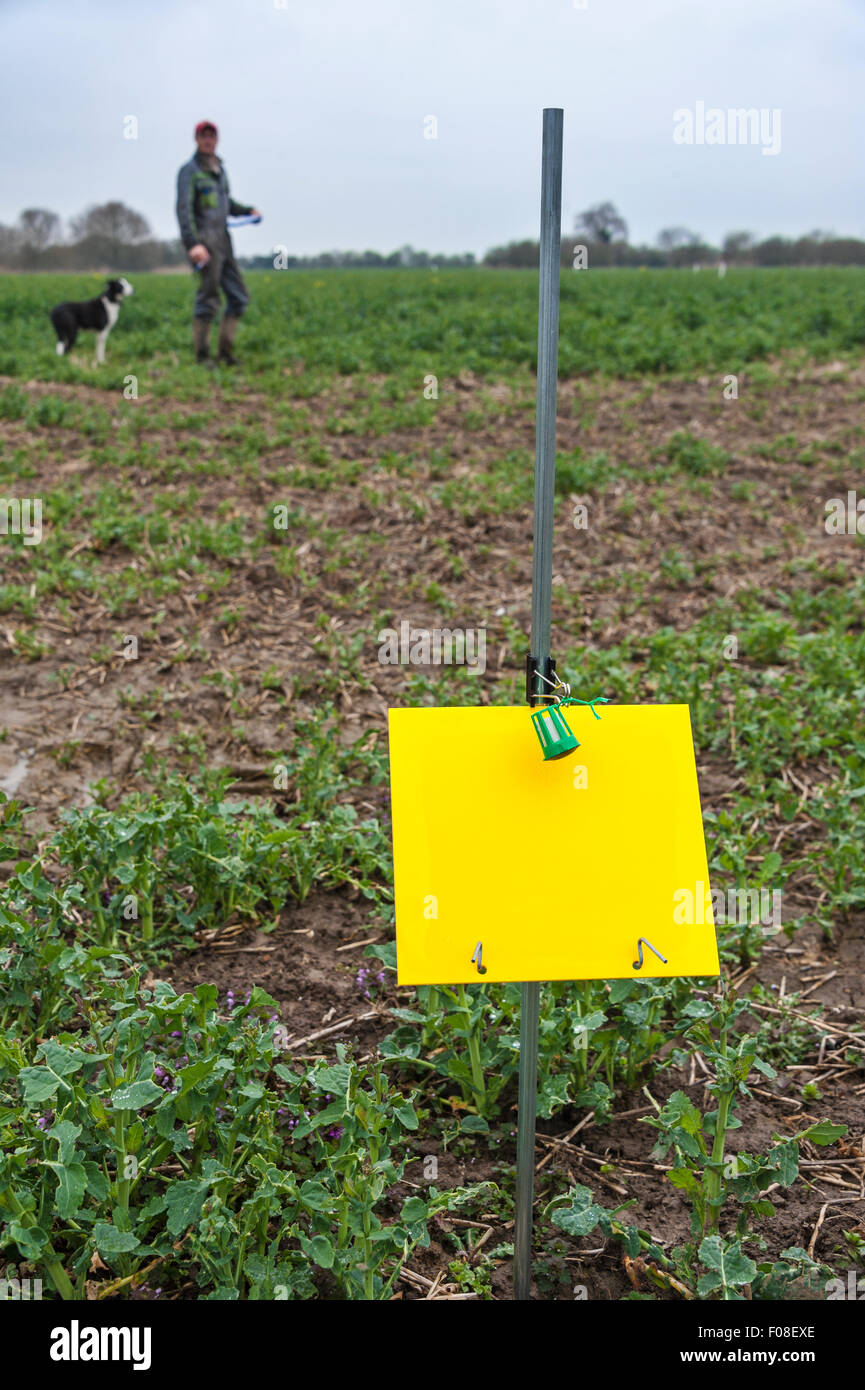 A pollen beetle trap set in a field of oilseed rape (canola), for a research project. The farmer and his dog in the background Stock Photo