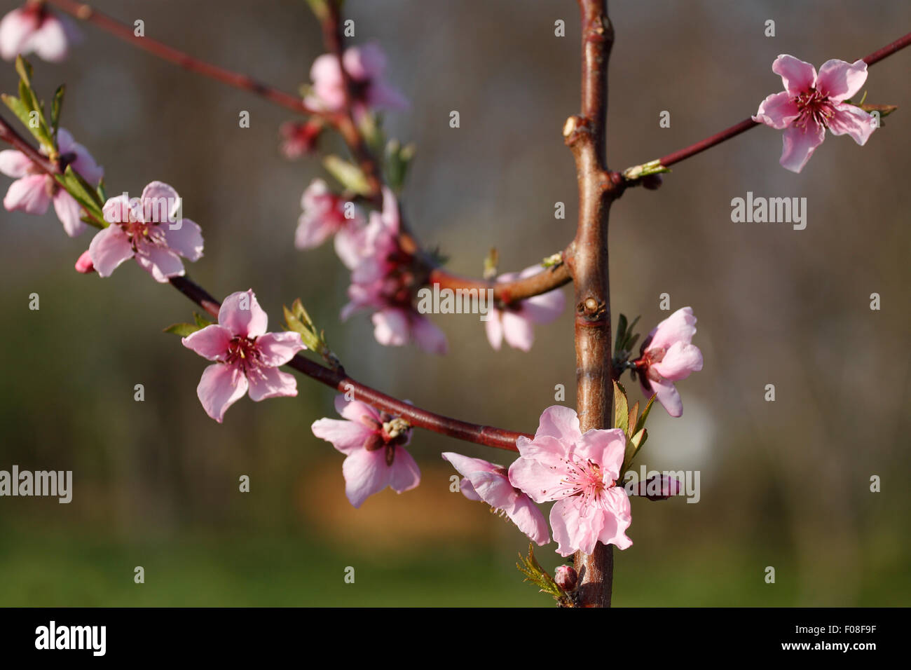 A typical pink cherry blossoms branch. Stock Photo