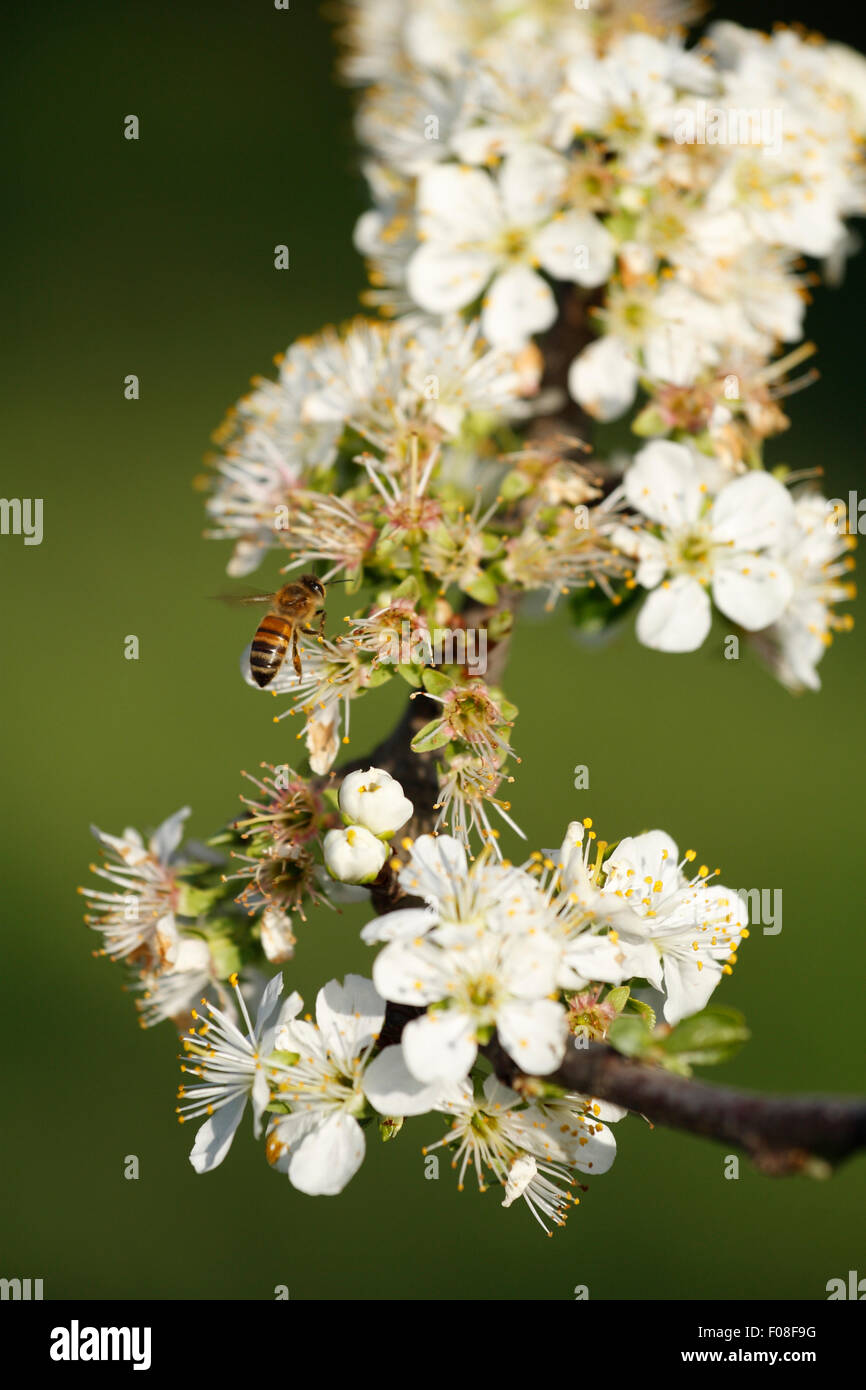 A bee feeds on the nectar of white cherry blossoms. Stock Photo