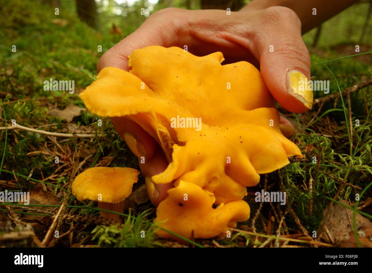 Female hand picking chanterelle in the forest Stock Photo Alamy