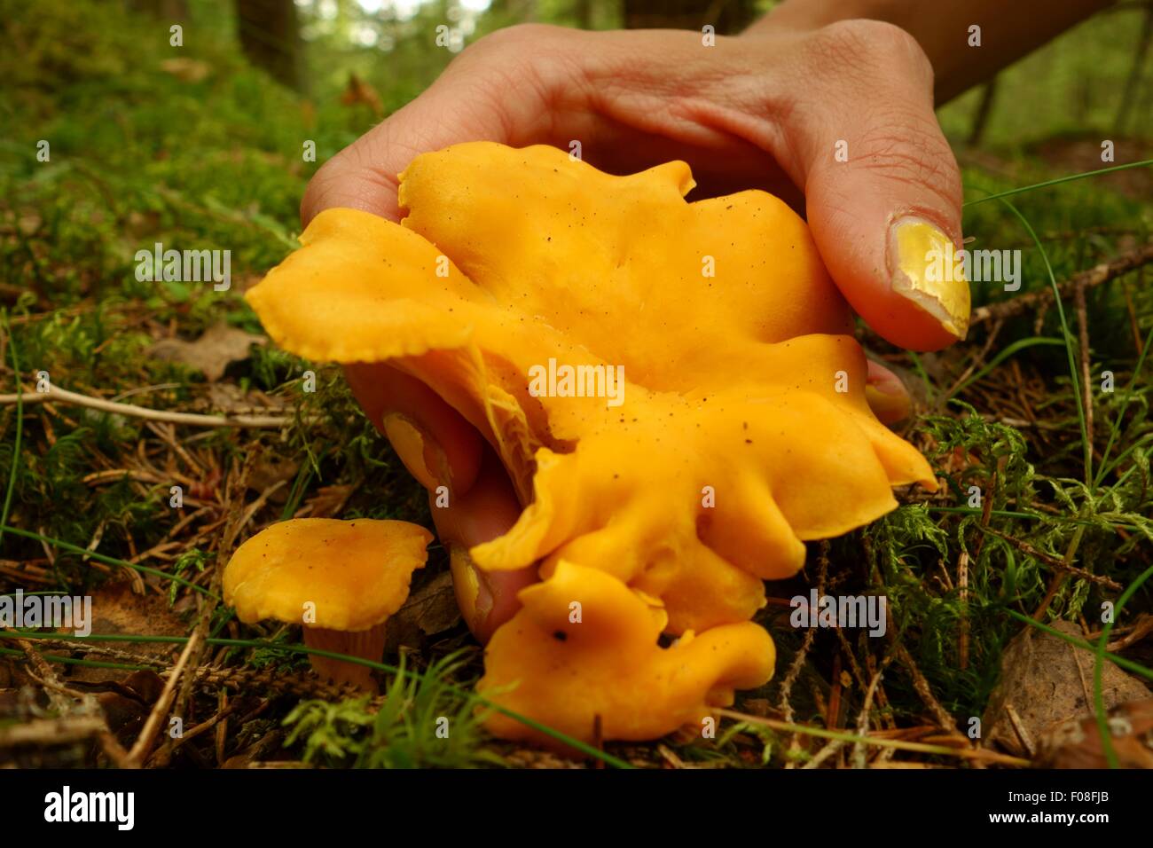 Female hand picking chanterelle in the forest Stock Photo