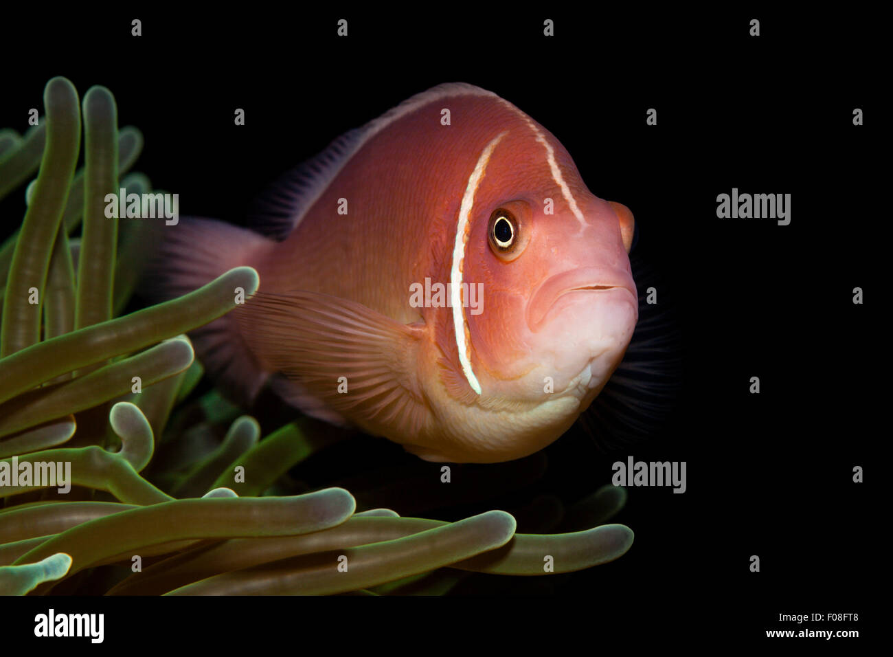 Pink Anemonefish, Amphiprion perideraion, Florida Islands, Solomon Islands Stock Photo