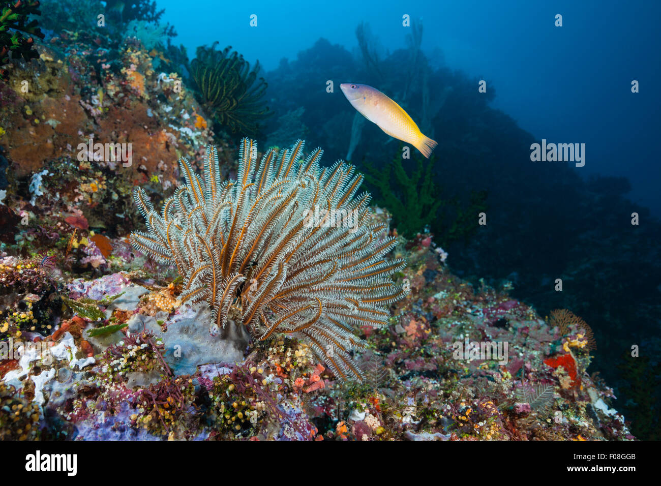 Crinoid in Coral Reef, Comantheria sp., Florida Islands, Solomon Islands Stock Photo