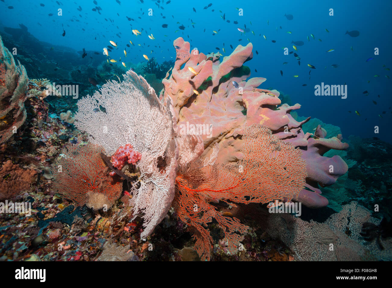 Coral Reef Scenery, Florida Islands, Solomon Islands Stock Photo