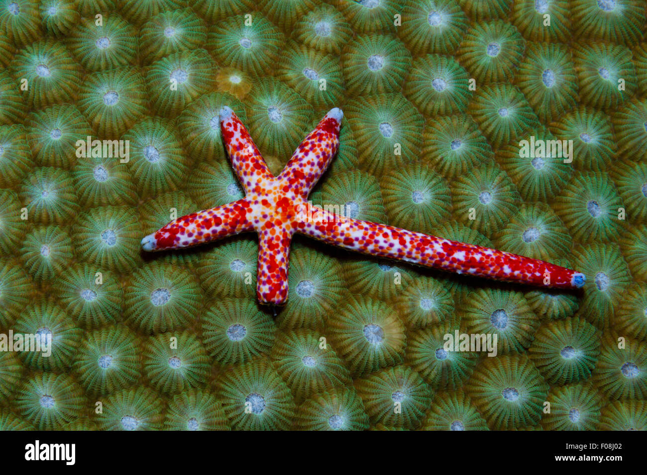 Comet Starfish regenerating, Linckia multifora, Russell Islands, Solomon Islands Stock Photo
