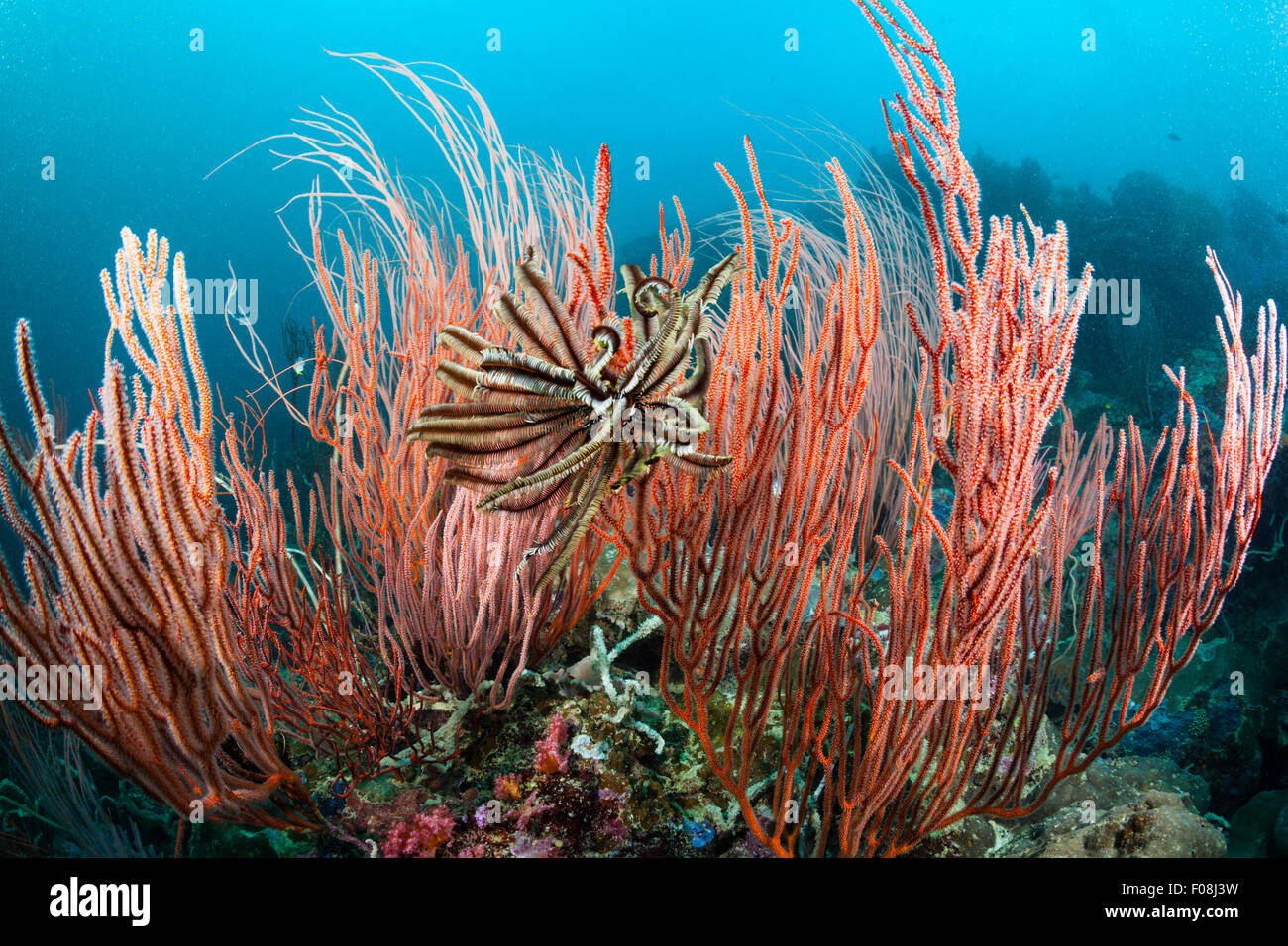 Whip Corals, Ellisella ceratophyta, Marovo Lagoon, Solomon Islands Stock Photo